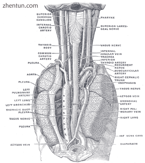 The position and relation of the esophagus in the cervical region and in the pos.png