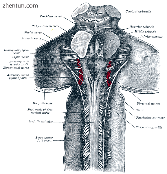 Upper part of medulla spinalis and hind- and mid-brains; posterior aspect, expos.png