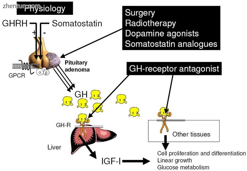 Site of action of the different therapeutic tools i.jpg