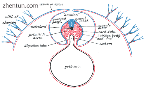 Diagram of a transverse section, showing the mode of formation of the amnion in .png