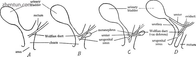 Diagrams to illustrate the changes in the cloaca in mammals during developme.jpg