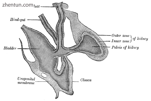 Primitive kidney and bladder, from a reconstruction..png