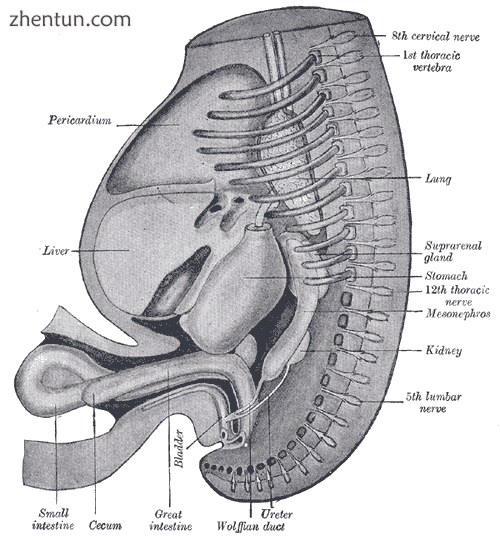 Reconstruction of a human embryo of 17 mm..png