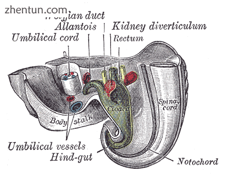 Tail end of human embryo twenty-five to twenty-nine days old..png