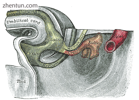 Tail end of human embryo thirty-two to thirty-three days old..png