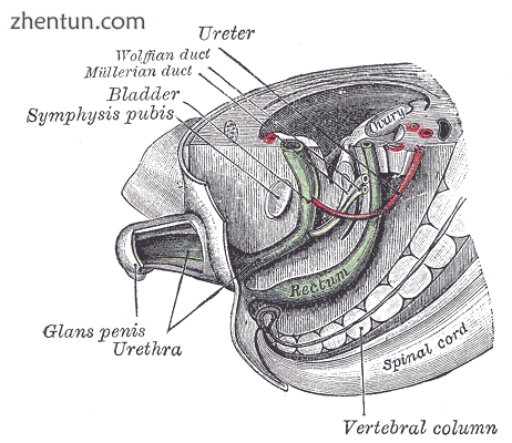 Tail end of human embryo; from eight and a half to nine weeks old..png