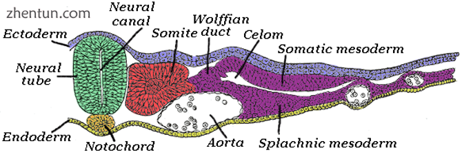 Transverse section of a chick embryo of forty-five hours&#039; incubation..png