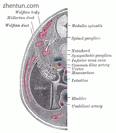 Transverse section of human embryo eight and a half to nine weeks old..png