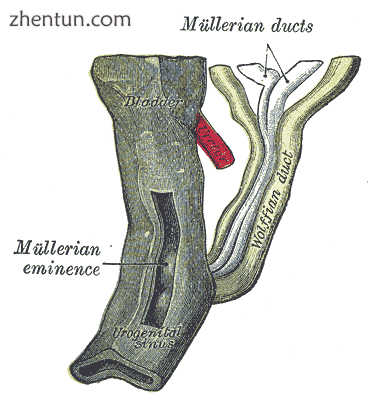 Urogenital sinus of female human embryo of eight and a half to nine weeks old..png