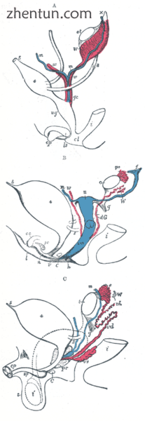 Wolffian duct (red) degenerates in females (middle image) and develops in males .png