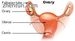The ovaries form part of the female reproductive system, and attach to the fallo.jpg