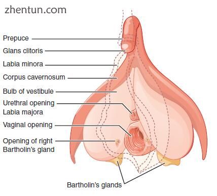 Labeled image of a vulva, showing external and internal views.jpg