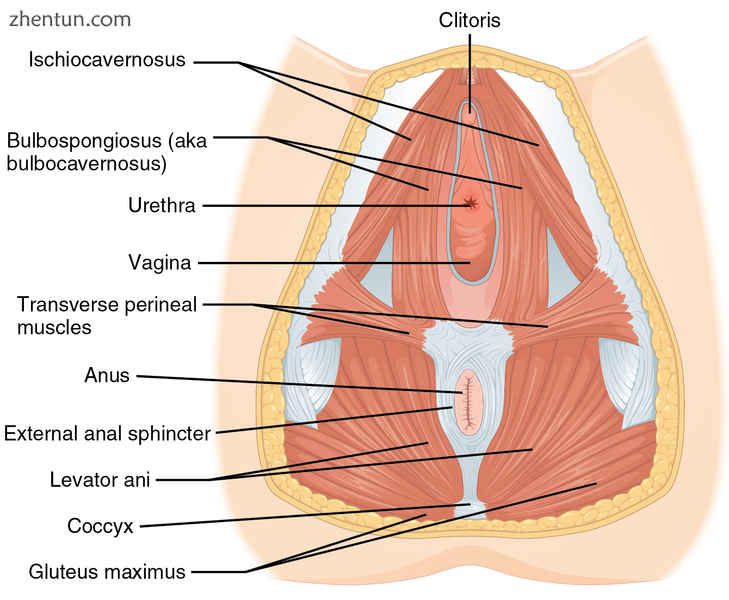 Muscles underlying the vulva and perineum.png