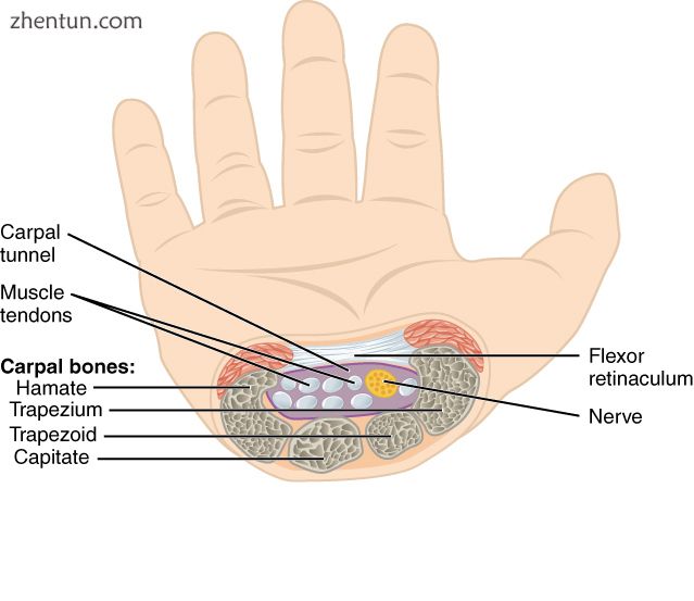 The carpal tunnel.jpg