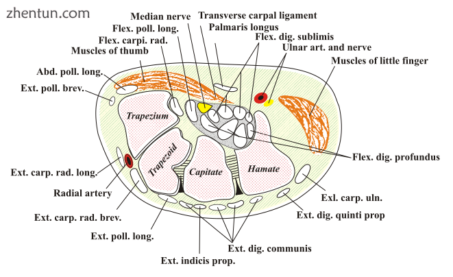 Transverse section across the wrist and carpals; the palm is at the top (carpal .png