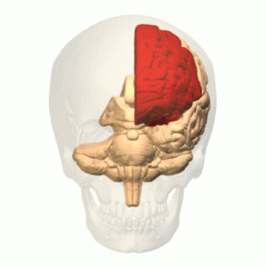Brain animation  left frontal lobe highlighted in red. Moniz.gif