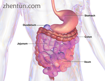 Illustration of human 胃肠管.png
