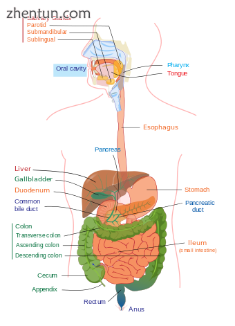 Upper and lower human 胃肠管.png