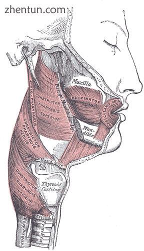 Muscles of the pharynx and cheek. (Pterygo-Mandibular ligament labeled at center.png