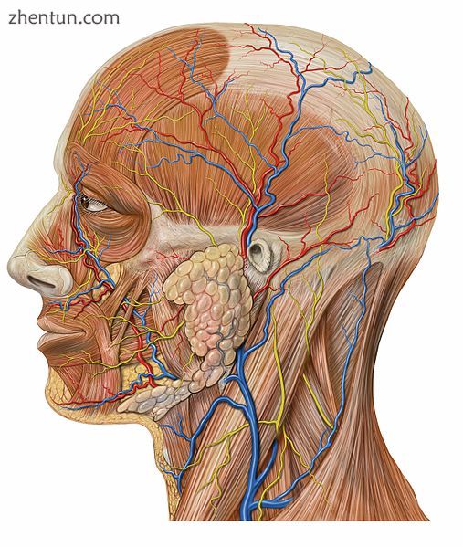 Lateral head anatomy detail.jpg
