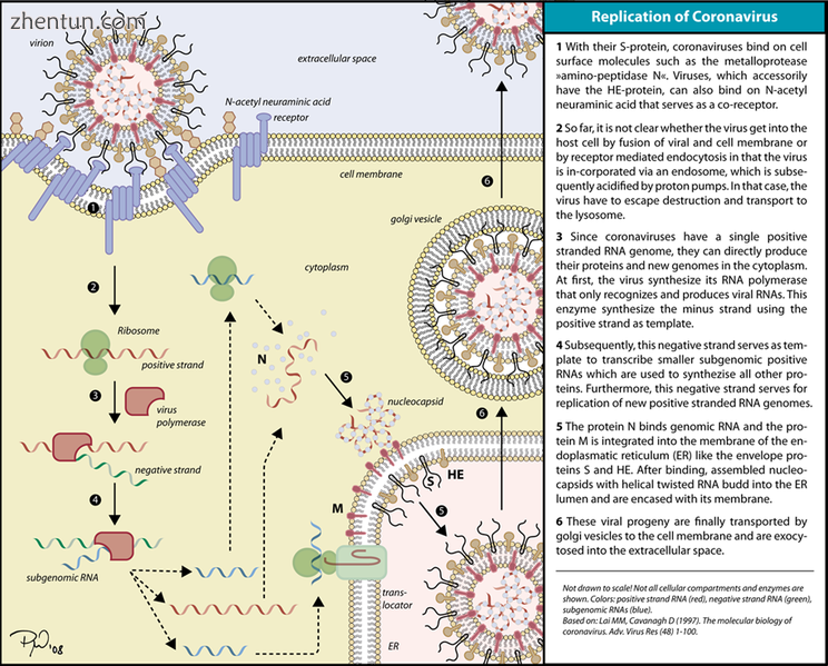 The infection cycle of coronavirus.png