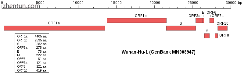 Genome organisation (click to enlarge).png