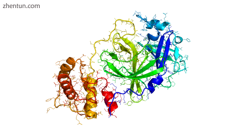 Innophore Phyre2 ribbon diagram of 2019-nCoV protease, a prospective target for .png