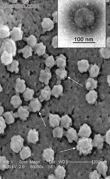 Virus classification.jpg