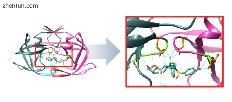 Figure 3. Ribbon 结构 of PR with darunavir in active site.png