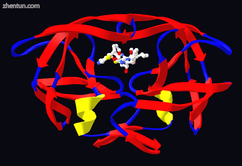 Ritonavir (center) bound to the active site of HIV protease..png