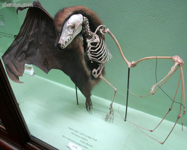 A preserved megabat showing how the skeleton fits inside its skin.jpg