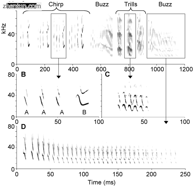 Acoustics of the songs of Mexican free-tailed bats[193].png