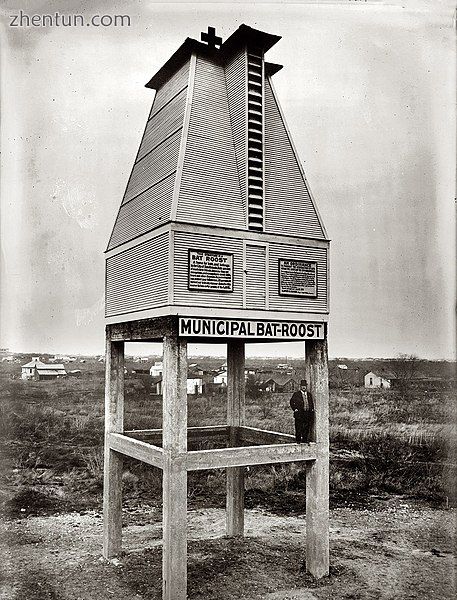 Bat roost in San Antonio, Texas, 1915.jpg