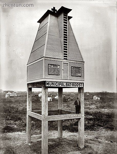 Bat roost in San Antonio, Texas, 1915.jpg