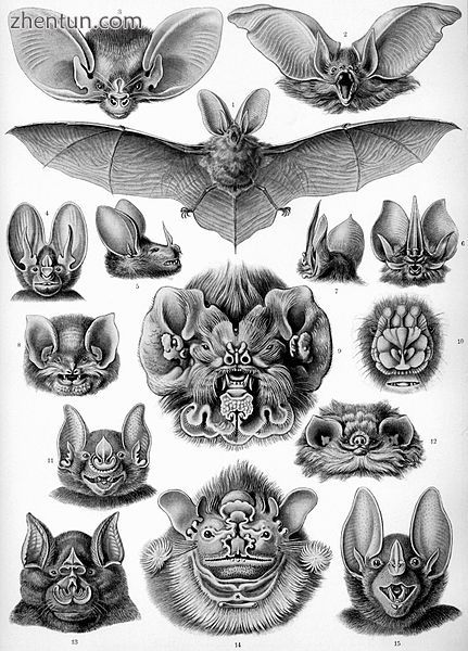 Chiroptera from Ernst Haeckel&#039;s Kunstformen der Natur, 1904.jpg