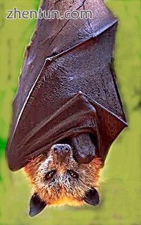 Giant golden-crowned flying fox, Acerodon jubatus.jpg