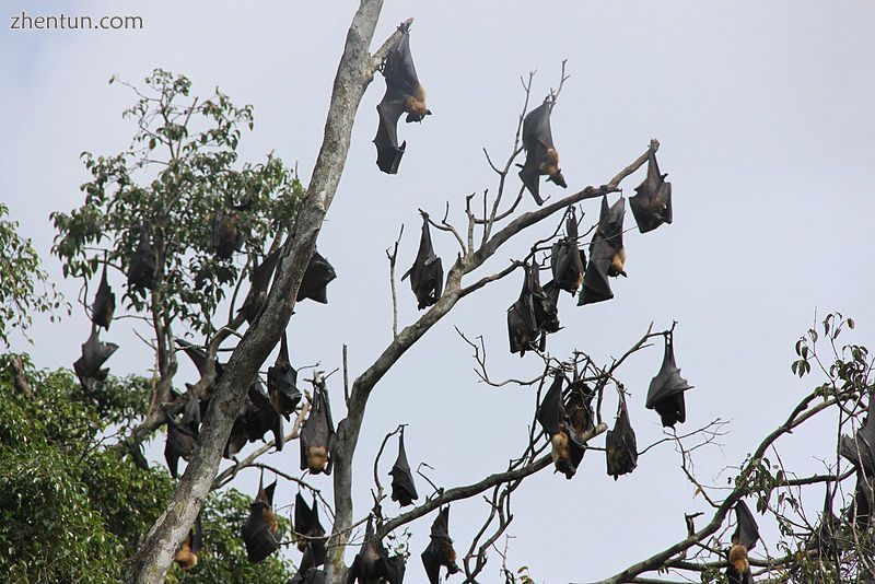 Group of megabats roosting.jpg