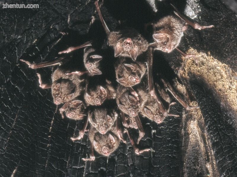 Group of polygynous vampire bats.jpg