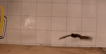 Little brown bat take off and flight.gif