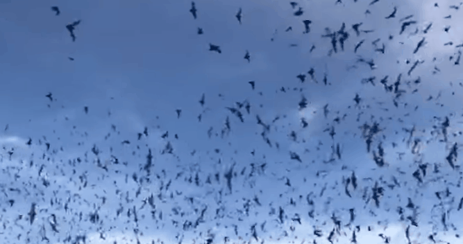 Bracken Bat Cave, home to 20 million Mexican free-tailed bats.gif