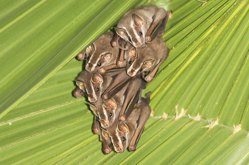 Tent-making bats (Uroderma bilobatum) in Costa Rica.jpg