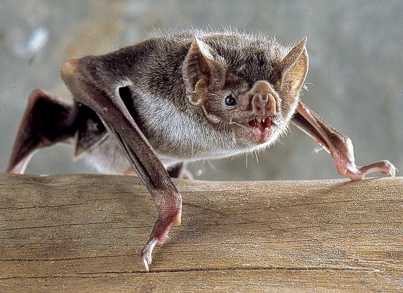 The common vampire bat (Desmodus rotundus) feeds on blood (hematophagy)..jpg