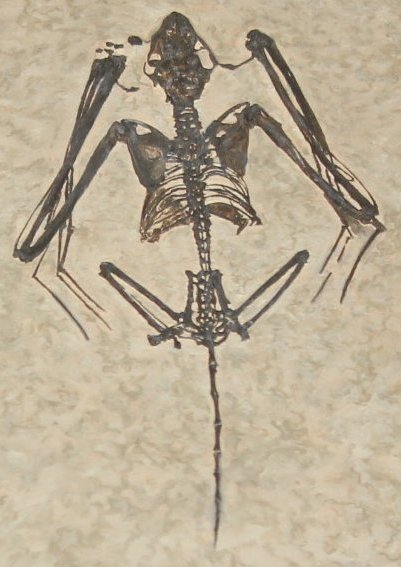 The early Eocene fossil microchiropteran Icaronycteris, from the Green River Formation.jpg