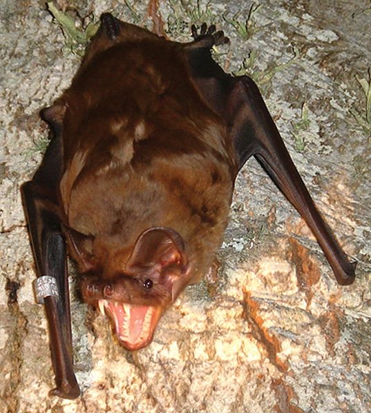 The greater noctule bat (Nyctalus lasiopterus) uses its large teeth to catch bir.jpg