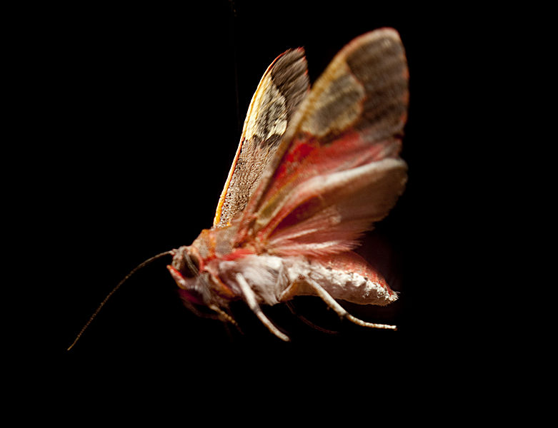 The tiger moth (Bertholdia trigona) can jam bat echolocation[85][86].jpg
