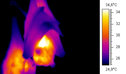 Thermographic image of a bat using trapped air as 脑岛tion.jpg