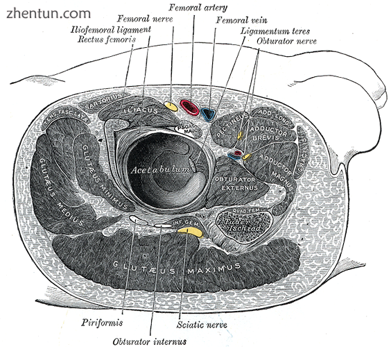 结构s surrounding left hip-joint..png