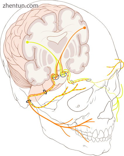 The course of the facial nerve is shown here.png