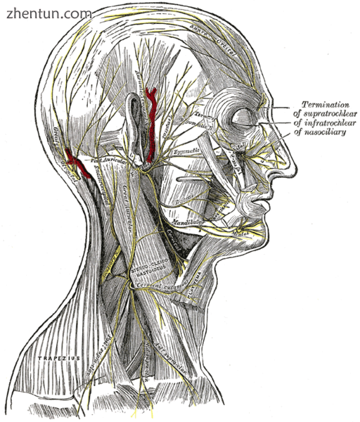 The nerves of the scalp, face, and side of neck..png