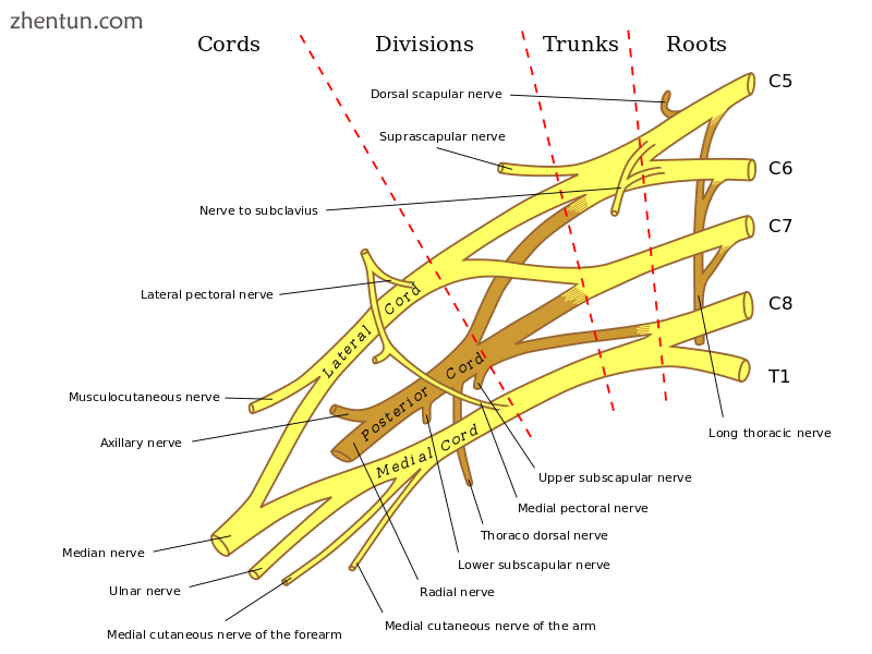 Brachial plexus. (Axillary nerve is visible in gray near center.).png